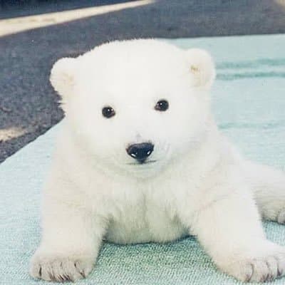 しろくま🐻‍❄️